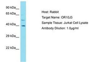 Image no. 1 for anti-Olfactory Receptor, Family 10, Subfamily J, Member 3 (OR10J3) (AA 245-294) antibody (ABIN6750819) (OR10J3 Antikörper  (AA 245-294))