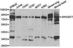 Western Blotting (WB) image for anti-rho Guanine Nucleotide Exchange Factor (GEF) 7 (ARHGEF7) antibody (ABIN1871089) (ARHGEF7 Antikörper)