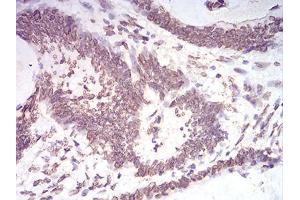 Immunohistochemistry (IHC) image for anti-Lamin B2 (LMNB2) (AA 401-600) antibody (ABIN5870700) (Lamin B2 Antikörper  (AA 401-600))