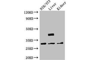 Western Blot Positive WB detected in: NIH/3T3 whole cell lysate, Mouse liver tissue, Mouse kidney tissue All lanes: MTAP antibody at 2. (MTAP Antikörper  (AA 1-283))