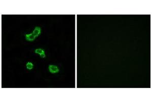 Immunofluorescence (IF) image for anti-Carbonic Anhydrase VB, Mitochondrial (CA5B) (C-Term) antibody (ABIN1851011) (CA5B Antikörper  (C-Term))