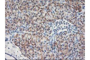 Immunohistochemical staining of paraffin-embedded Human pancreas tissue using anti-MTFMT mouse monoclonal antibody. (MTFMT Antikörper  (AA 175-389))