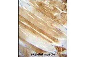 NUCL Monoclonal Antibody A immunohistochemistry analysis in formalin fixed and paraffin embedded human skeletal muscle followed by peroxidase conjμgation of the secondary antibody and DAB staining.
