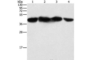 Western Blot analysis of HepG2, 293T, hela and NIH/3T3 cell using PGK2 Polyclonal Antibody at dilution of 1:600 (PGK2 Antikörper)