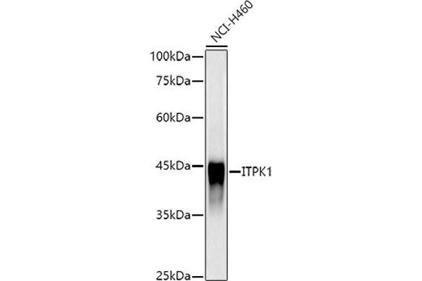ITPK1 抗体