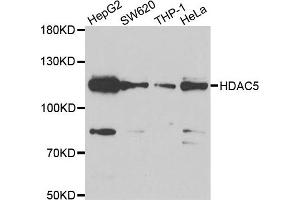 Western blot analysis of extracts of various cell lines, using HDAC5 antibody. (HDAC5 Antikörper)