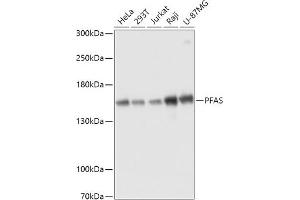 Western blot analysis of extracts of various cell lines, using PFAS antibody (ABIN7269366) at 1:3000 dilution. (PFAS Antikörper  (AA 1-300))