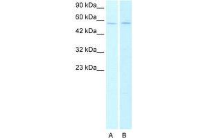 Host:  Rabbit   Target Name:  CHRNA2 Lane A: HepG2 cell lysates Lane B: Raji cell lysates   Antibody Dilution:   0. (CHRNA2 Antikörper  (N-Term))