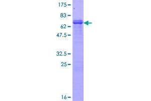 Protocadherin 1 Protein (PCDH1) (AA 1-345) (GST tag)