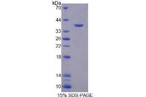 SDS-PAGE analysis of Human PEX19 Protein. (PEX19 Protein)