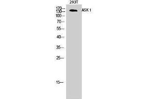 Western Blotting (WB) image for anti-Mitogen-Activated Protein Kinase Kinase Kinase 5 (MAP3K5) (Ser9) antibody (ABIN3173921) (ASK1 Antikörper  (Ser9))