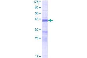 TIFA Protein (AA 1-184) (GST tag)