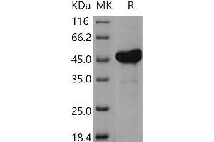 Western Blotting (WB) image for Adenylate Kinase 4 (AK4) protein (GST tag,His tag) (ABIN7194160) (AK4 Protein (GST tag,His tag))