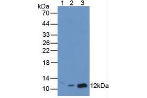 Figure. (MIF Antikörper  (AA 4-112))