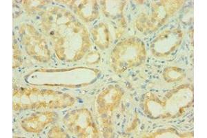 Immunohistochemistry of paraffin-embedded human kidney tissue using ABIN7159650 at dilution of 1: 100 (AUH Antikörper  (AA 68-339))