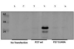 Western Blot of Rabbit anti-p27kip1pS140 Antibody.