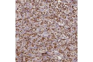 Immunohistochemical staining of human stomach with CD99L2 polyclonal antibody  shows strong membranous and cytoplasmic positivity in glandular cells. (CD99L2 Antikörper)