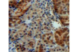 IHC-P analysis of kidney tissue, with DAB staining. (IGFBP5 Antikörper  (AA 25-271))