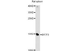 Western blot analysis of extracts of rat spleen, using BATF3 antibody (ABIN6292776) at 1:1000 dilution.