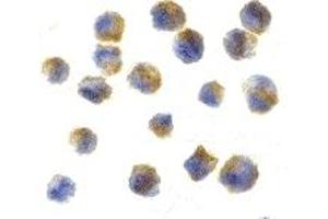 Immunohistochemistry (IHC) image for anti-Cerebellin 1 Precursor (CBLN1) (C-Term) antibody (ABIN1030599) (CBLN1 Antikörper  (C-Term))