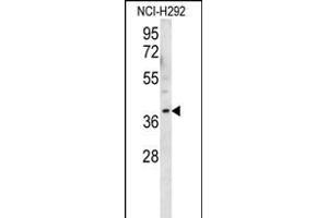 OR2AK2 Antibody (C-term) (ABIN656146 and ABIN2845482) western blot analysis in NCI- cell line lysates (35 μg/lane). (OR2AK2 Antikörper  (C-Term))