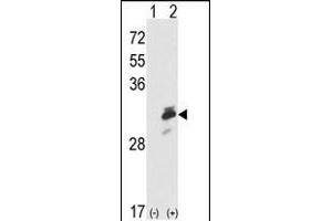 Western blot analysis of ERP29 (arrow) using rabbit polyclonal ERP29 Antibody (Center) (ABIN389440 and ABIN2839513).