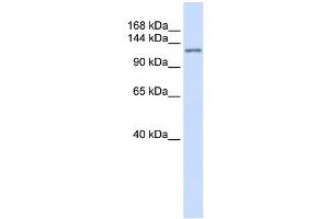 WB Suggested Anti-ATN1 Antibody Titration: 0. (Atrophin 1 Antikörper  (N-Term))