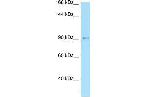 WB Suggested Anti-OPA1 Antibody Titration: 1.