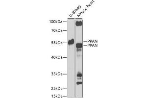 PPAN Antikörper  (AA 1-300)