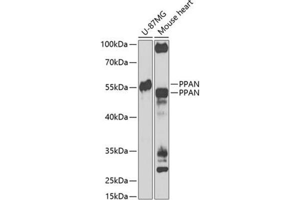 PPAN Antikörper  (AA 1-300)