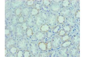 Immunohistochemical of paraffin-embedded human Kidney tissue using ABIN7162321 at dilution of 1:200