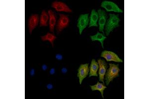 ABIN6263953 and ABIN6272735 staining HepG2 cells by IF/ICC. (LPAR4 Antikörper  (C-Term))