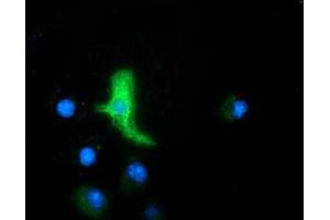 Anti-MAPK7 mouse monoclonal antibody (ABIN2454020) immunofluorescent staining of COS7 cells transiently transfected by pCMV6-ENTRY MAPK7 (RC203506). (MAPK7 Antikörper)