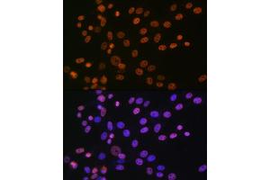 Immunofluorescence analysis of NIH-3T3 cells using hnRNP  Rabbit mAb (1564) at dilution of 1:100 (40x lens). (HNRNPA1 Antikörper)