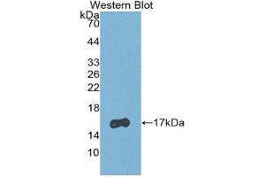 Western Blotting (WB) image for anti-Retinol Binding Protein 5, Cellular (RBP5) (AA 1-135) antibody (ABIN2116563) (Retinol Binding Protein 5 Antikörper  (AA 1-135))