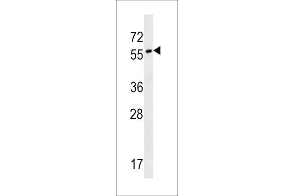 SYT17 Antikörper  (N-Term)