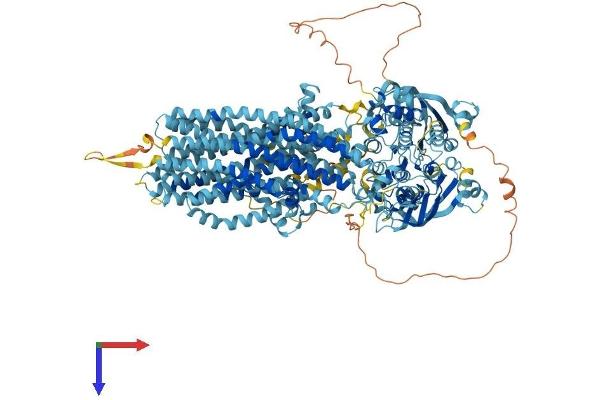 ABCC12 Protein (AA 1-1359) (His tag)