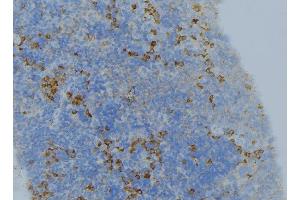 ABIN6276616 at 1/100 staining Human lymph node tissue by IHC-P. (BHMT Antikörper  (C-Term))