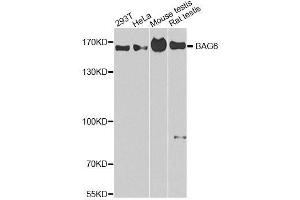 Western blot analysis of extracts of various cell lines, using BAG6 antibody. (BAT3 Antikörper  (AA 1-200))