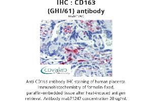 Image no. 2 for anti-CD163 (CD163) antibody (ABIN1721750) (CD163 Antikörper)