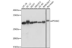 Western blot analysis of extracts of various cell lines, using PSM Rabbit mAb (ABIN7269600) at 1:1000 dilution. (PSMA3 Antikörper)
