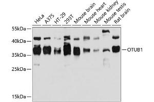 Western blot analysis of extracts of various cell lines, using OTUB1 antibody (ABIN6128400, ABIN6145086, ABIN6145088 and ABIN6215346) at 1:3000 dilution. (OTUB1 Antikörper  (AA 1-220))
