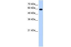 STIP1 antibody used at 1. (STIP1 Antikörper)