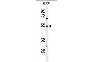 Western blot analysis of GRPR Antibody in HL-60 cell line lysates (35ug/lane) (Gastrin-Releasing Peptide Antikörper  (AA 123-152))