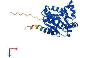 Adenylate Kinase 2 Protein (AK2) (AA 1-239) (His tag)