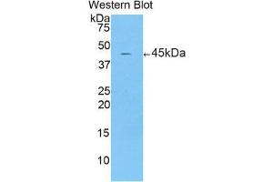 Western Blotting (WB) image for anti-Corticotropin Releasing Hormone (CRH) (AA 40-195) antibody (ABIN1173734) (CRH Antikörper  (AA 40-195))
