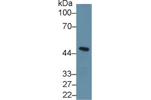 Western Blot; Sample: Mouse Cerebellum lysate; Primary Ab: 1µg/ml Rabbit Anti-Human INHbA Antibody Second Ab: 0. (INHBA Antikörper  (AA 311-426))