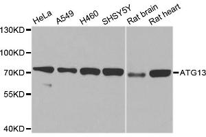 Western blot analysis of extracts of various cell lines, using ATG13 antibody (ABIN5970264) at 1/1000 dilution. (ATG13 Antikörper)