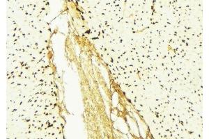 ABIN6276426 at 1/100 staining Mouse liver tissue by IHC-P. (eEF1A1 Antikörper  (Internal Region))