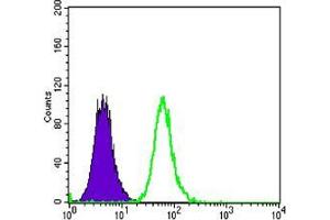 Flow cytometric analysis of MCF-7 cells using anti-DKK3 mAb (green) and negative control (purple). (DKK3 Antikörper)
